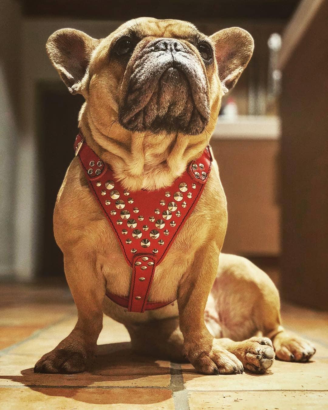Dog wearing a red studded harness indoors