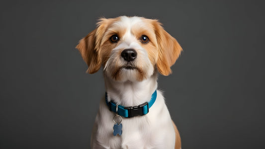 An alert dog sitting to attention, looking directly at the camera with an intelligent and knowing expression