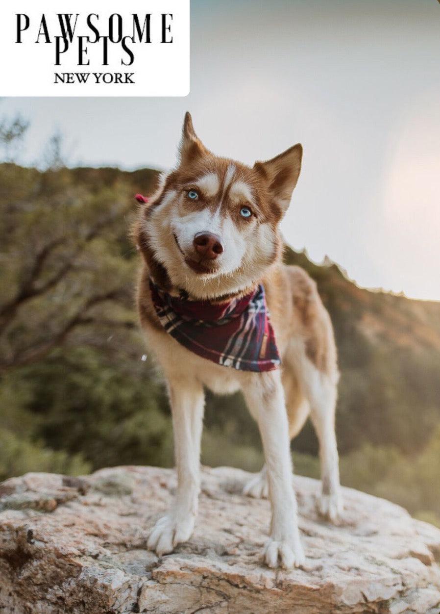 Dog Bandana-Tinsel | Nexus Pet Care