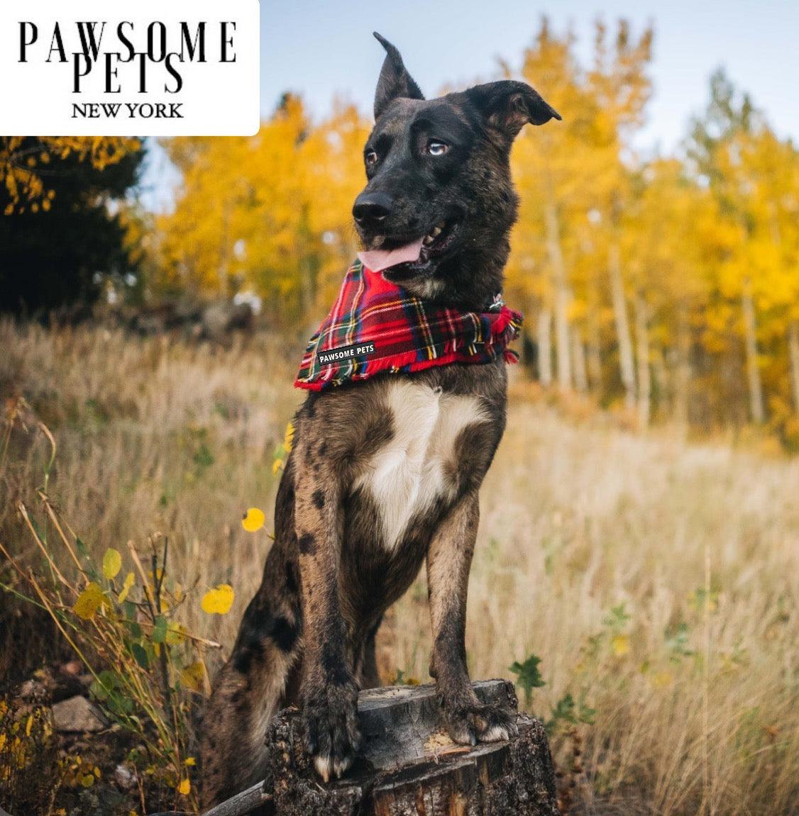Dog Bandana-Nox | Nexus Pet Care