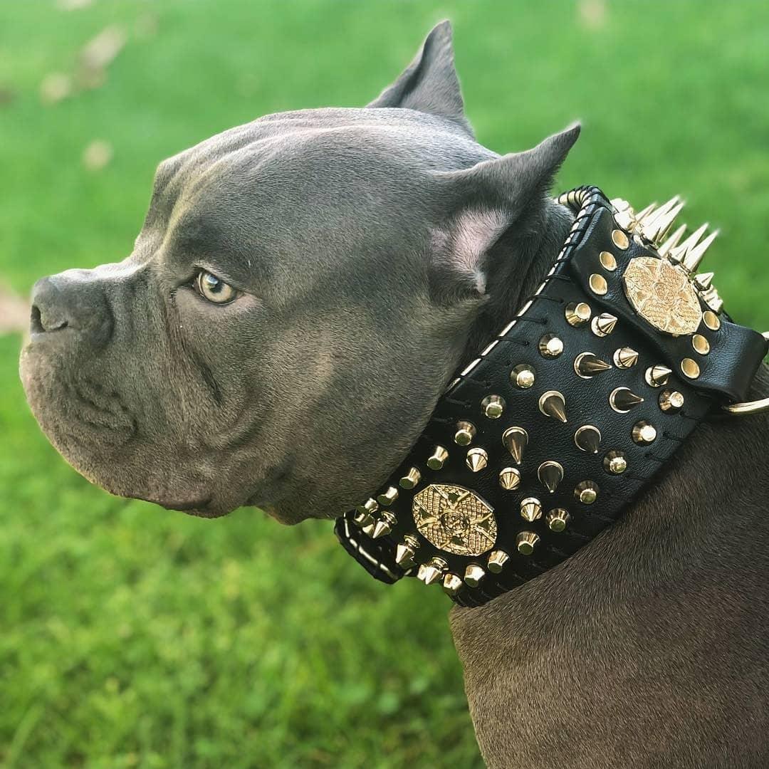 Imperium Hand-Stitched Show Collar - 8cm