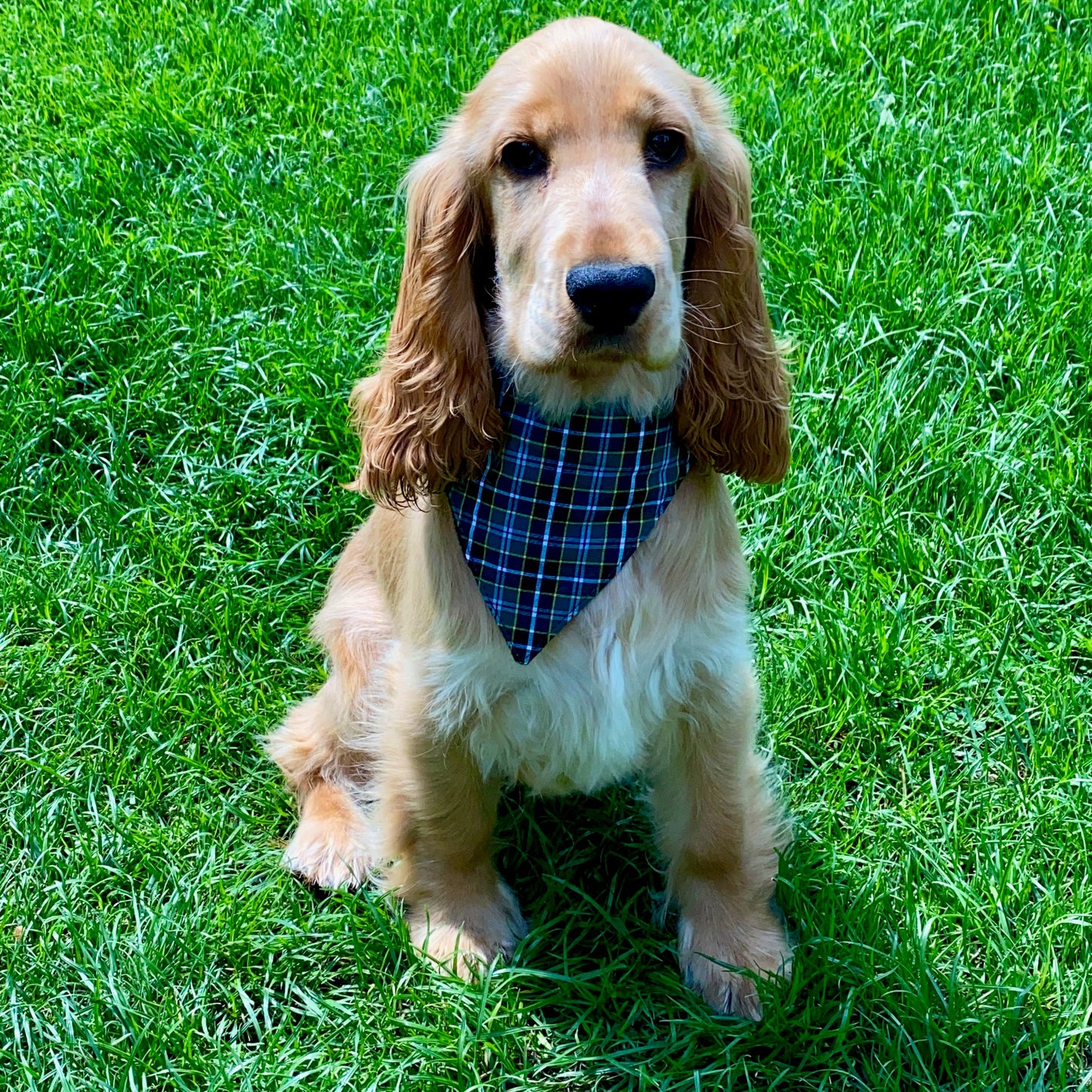Cocker Spaniel wearing Cornish Field Hunt tartan dog bandanna sitting on grass