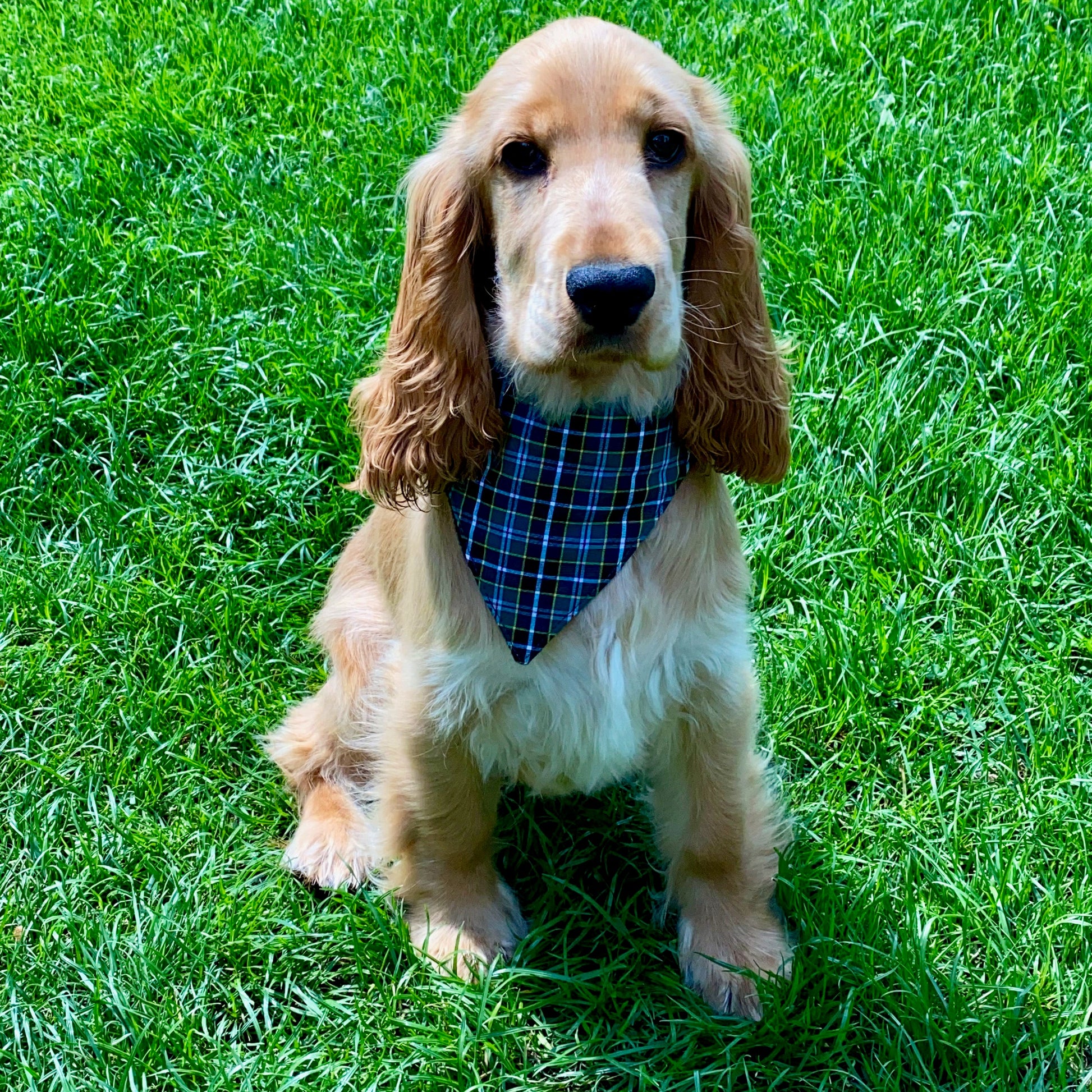 Cocker Spaniel wearing Cornish Field Hunt tartan dog bandanna sitting on grass