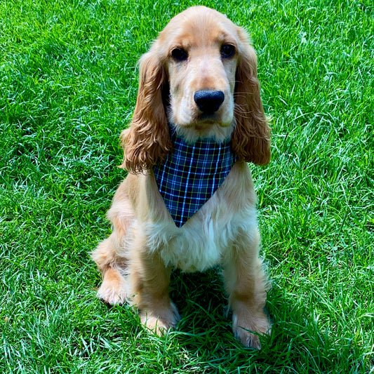 Cocker Spaniel wearing Cornish Field Hunt tartan dog bandanna sitting on grass