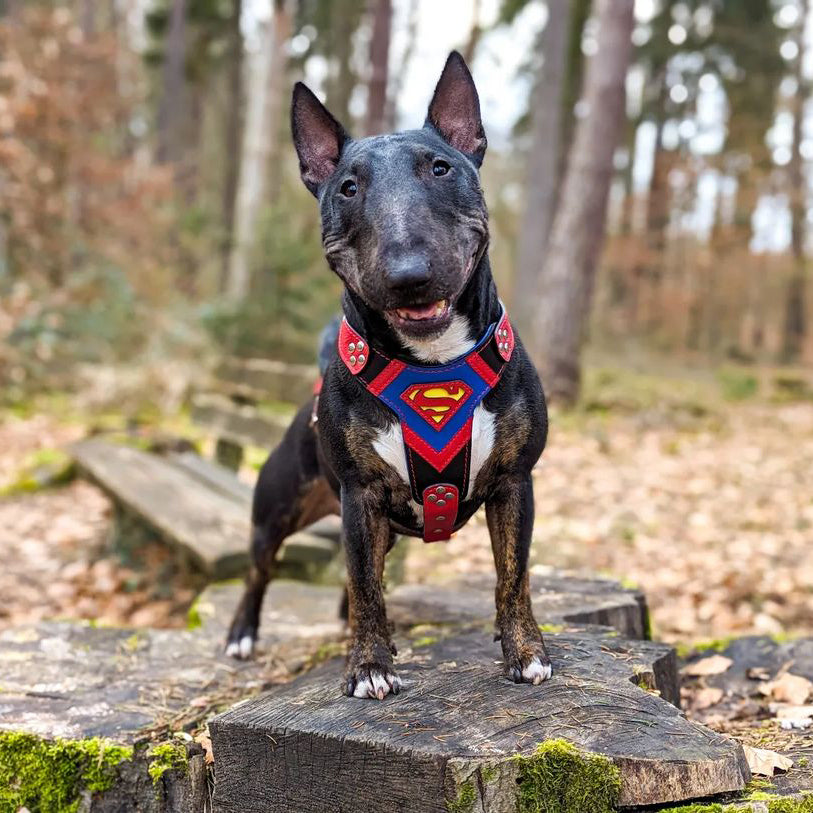 Superdog Dog Harness - Medium
