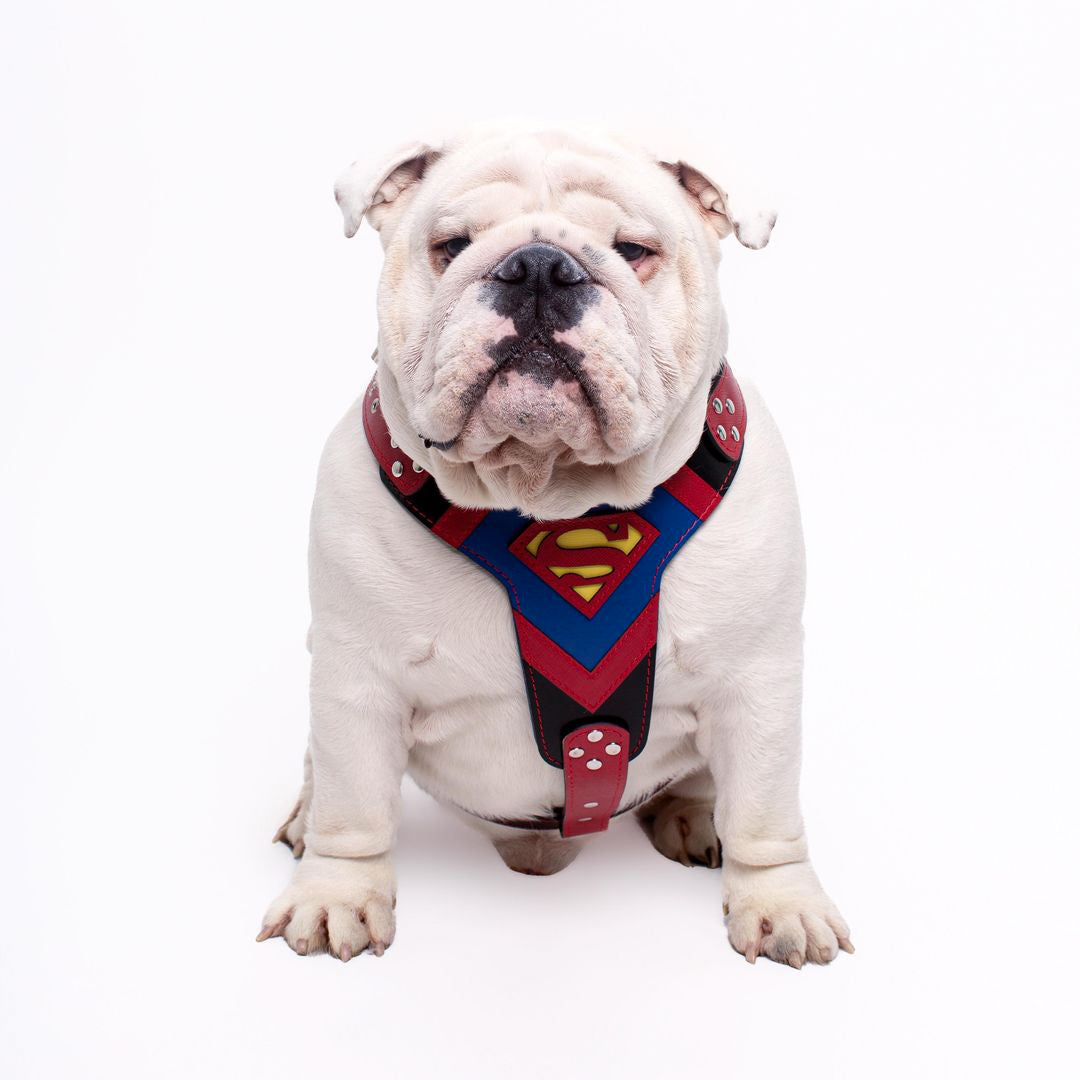 Superdog Dog Harness - Medium