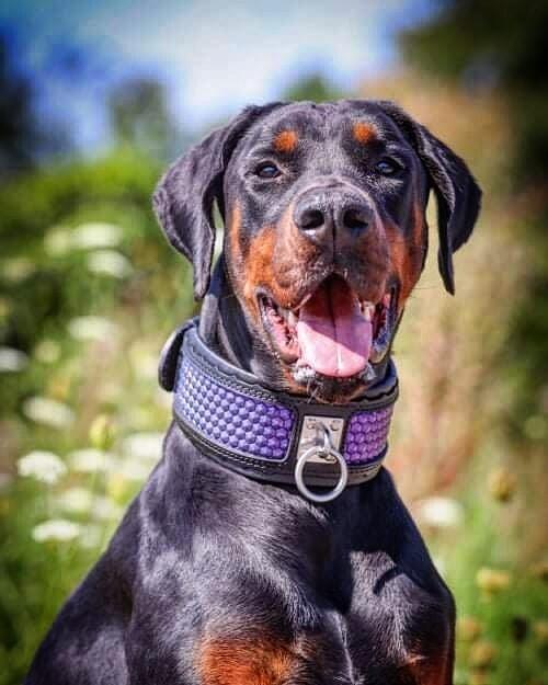 Hexagon Limited Edition Dog Collar