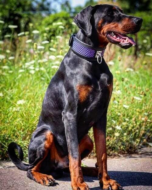 Hexagon Limited Edition Dog Collar