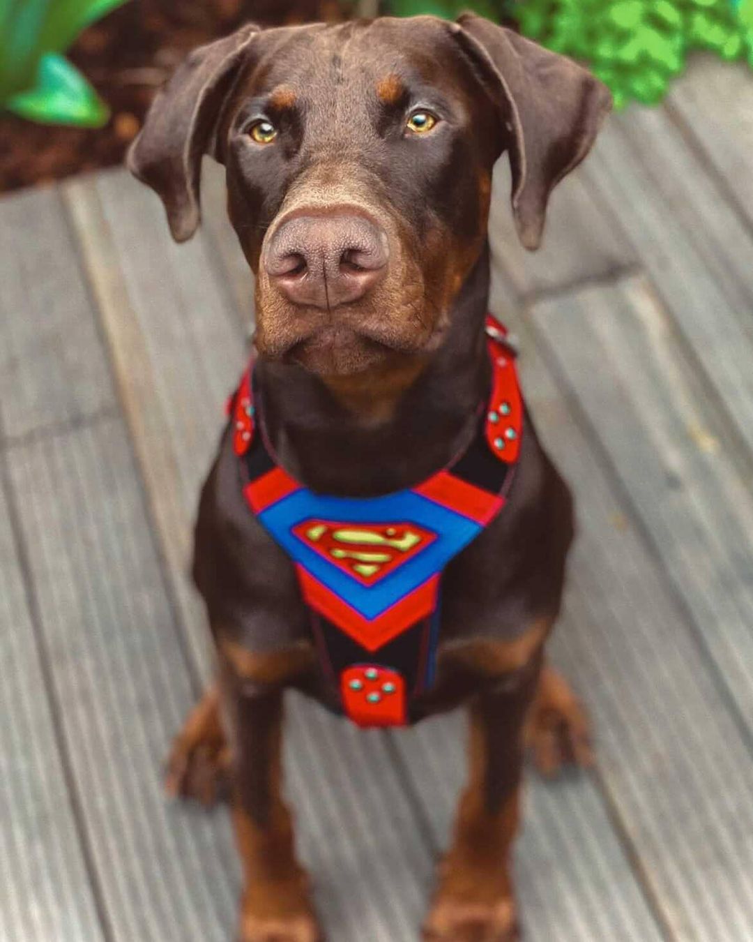 Superdog Dog Harness - Medium