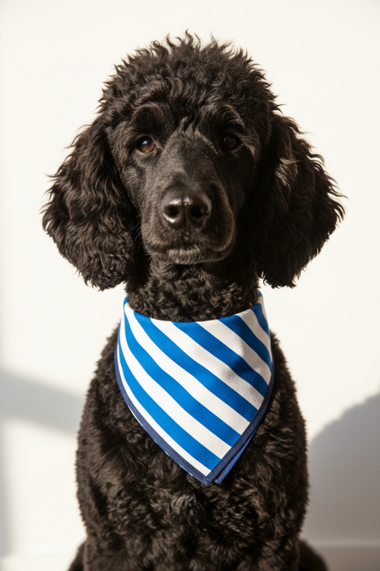 APoodle wearing an Ipswich town blue and white striped bandana, photographed against a plain off-white wall with soft shadows.