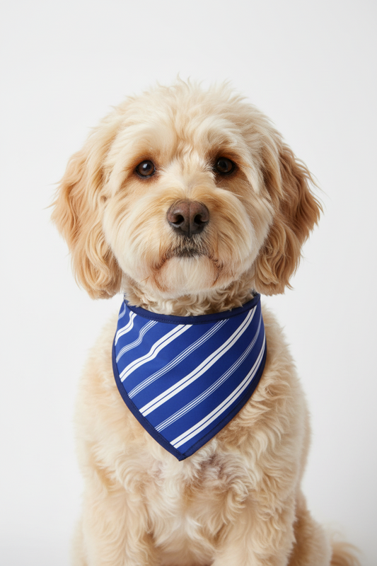 A Cockapoo dog wearing a blue and white striped Everton bandana, photographed against a seamless white background.