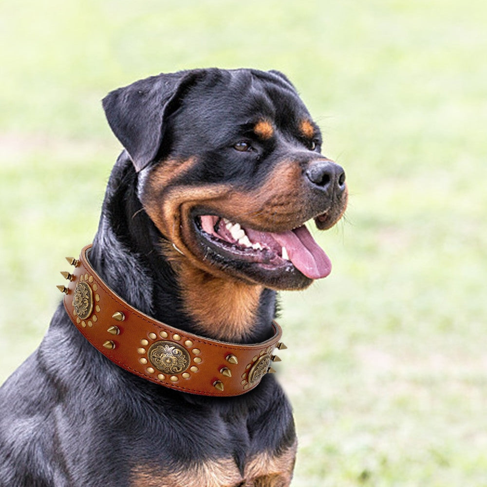 Rottweiler wearing premium brown studded leather dog collar with brass medallions outdoors