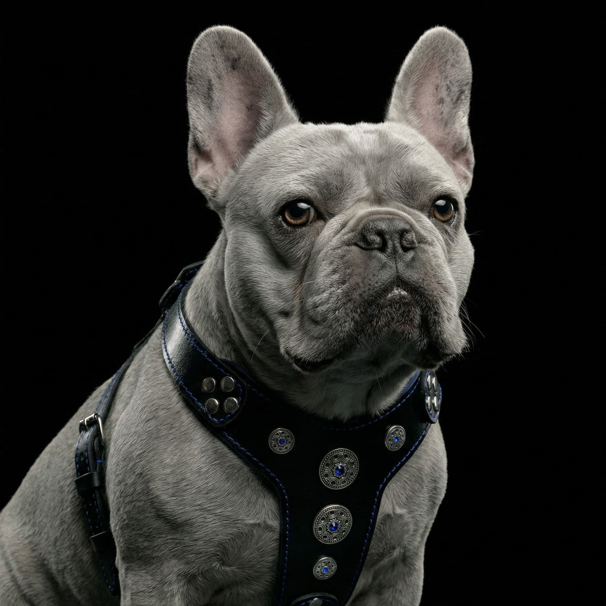 Bijou Dog Harness - Black & Blue