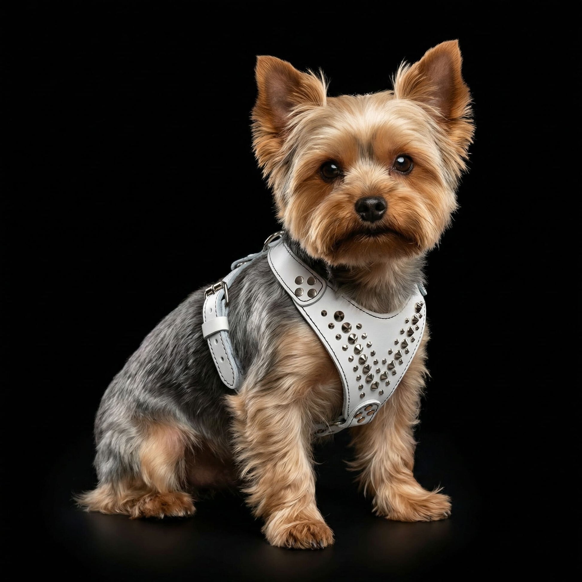 Small dog wearing a white harness on a black background