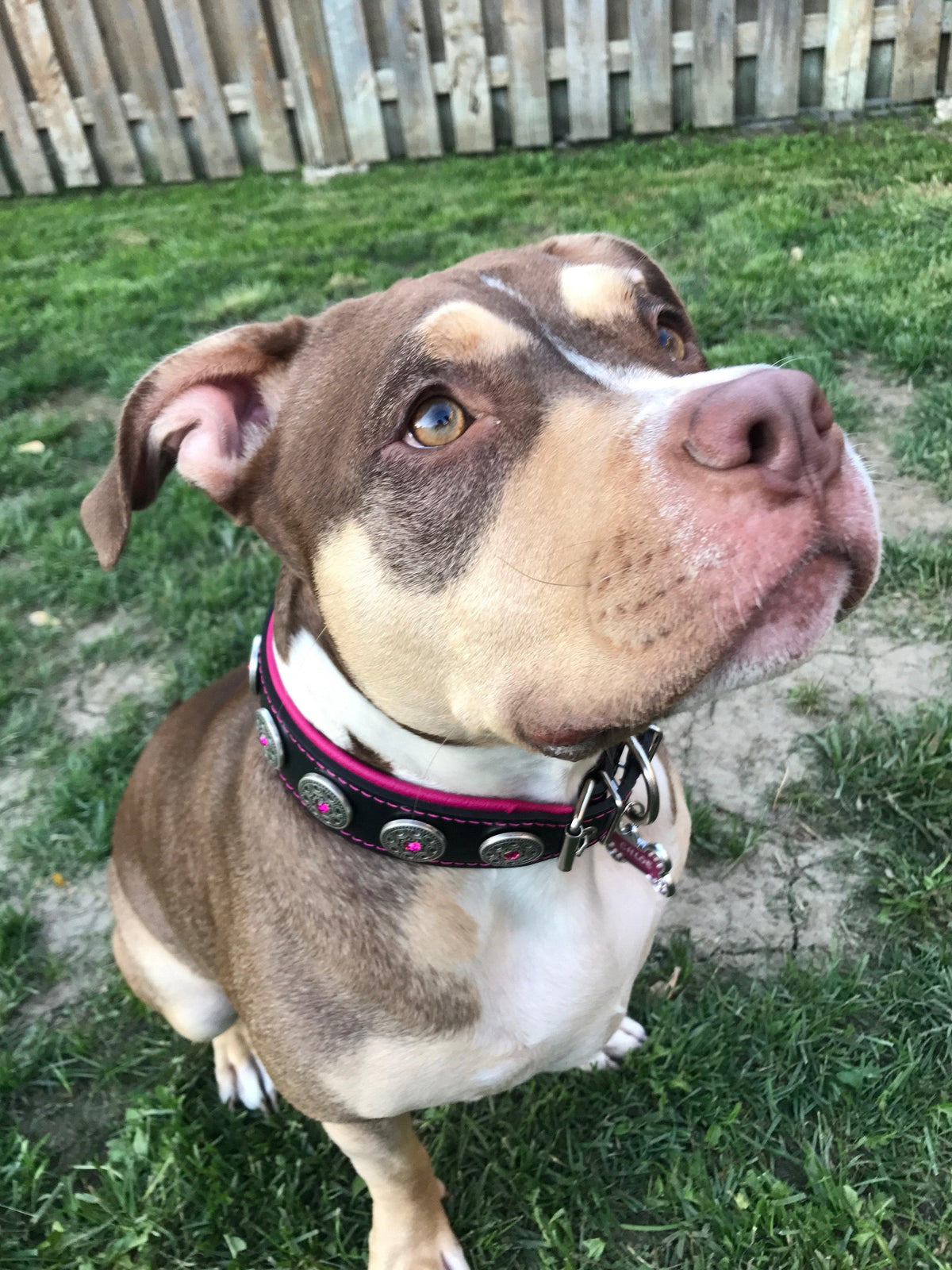Bijou Dog Collar - Black & Pink