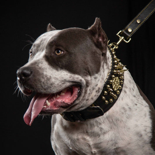 Imperium Hand-Stitched Show Collar - 8cm