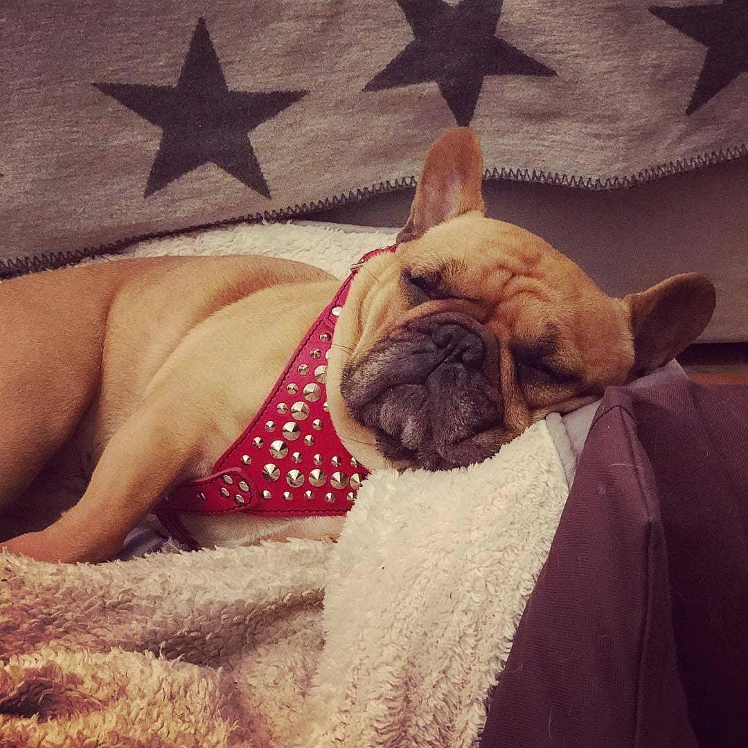 Dog wearing a red studded harness lying on a textured surface with a star-patterned fabric in the background.