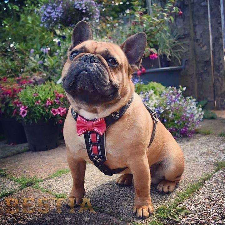 Bowtie Leather Dog Harness - Brown