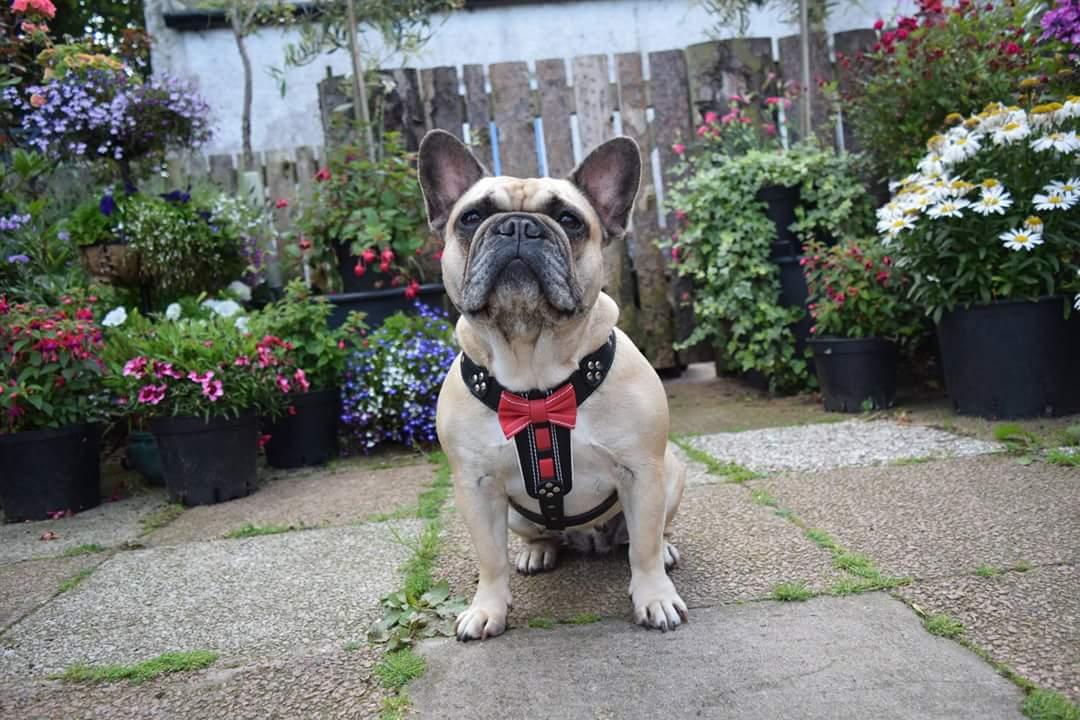 Bowtie Leather Dog Harness - Brown