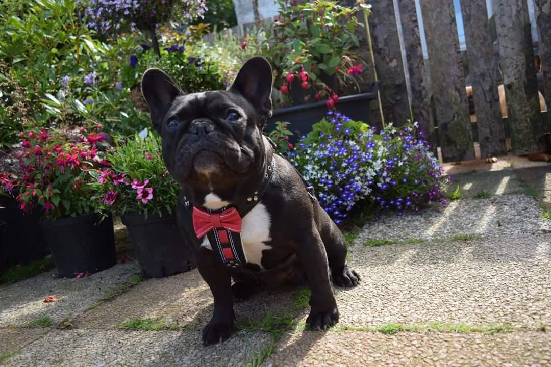 Bowtie Leather Dog Harness - Brown