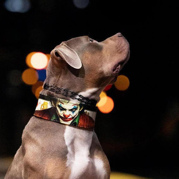 JK Limited Dog Collar