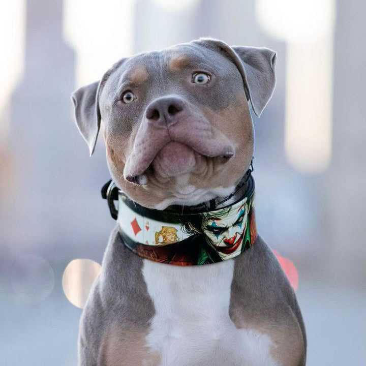 JK Limited Dog Collar