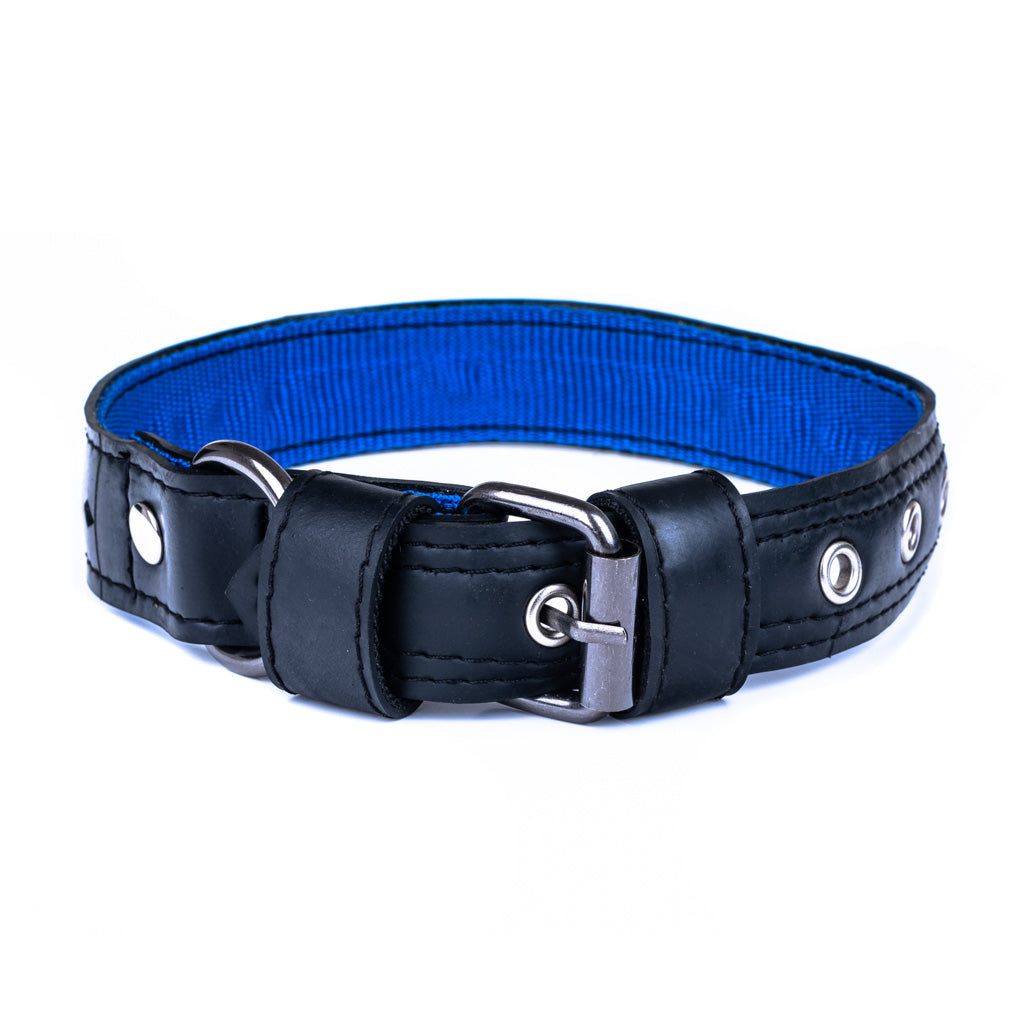 Black leather dog collar with blue interior and silver buckle on a white background