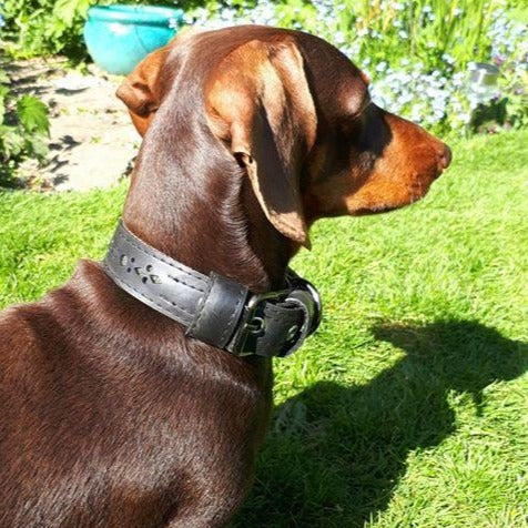 Brown dog wearing a black leather collar on a grassy background