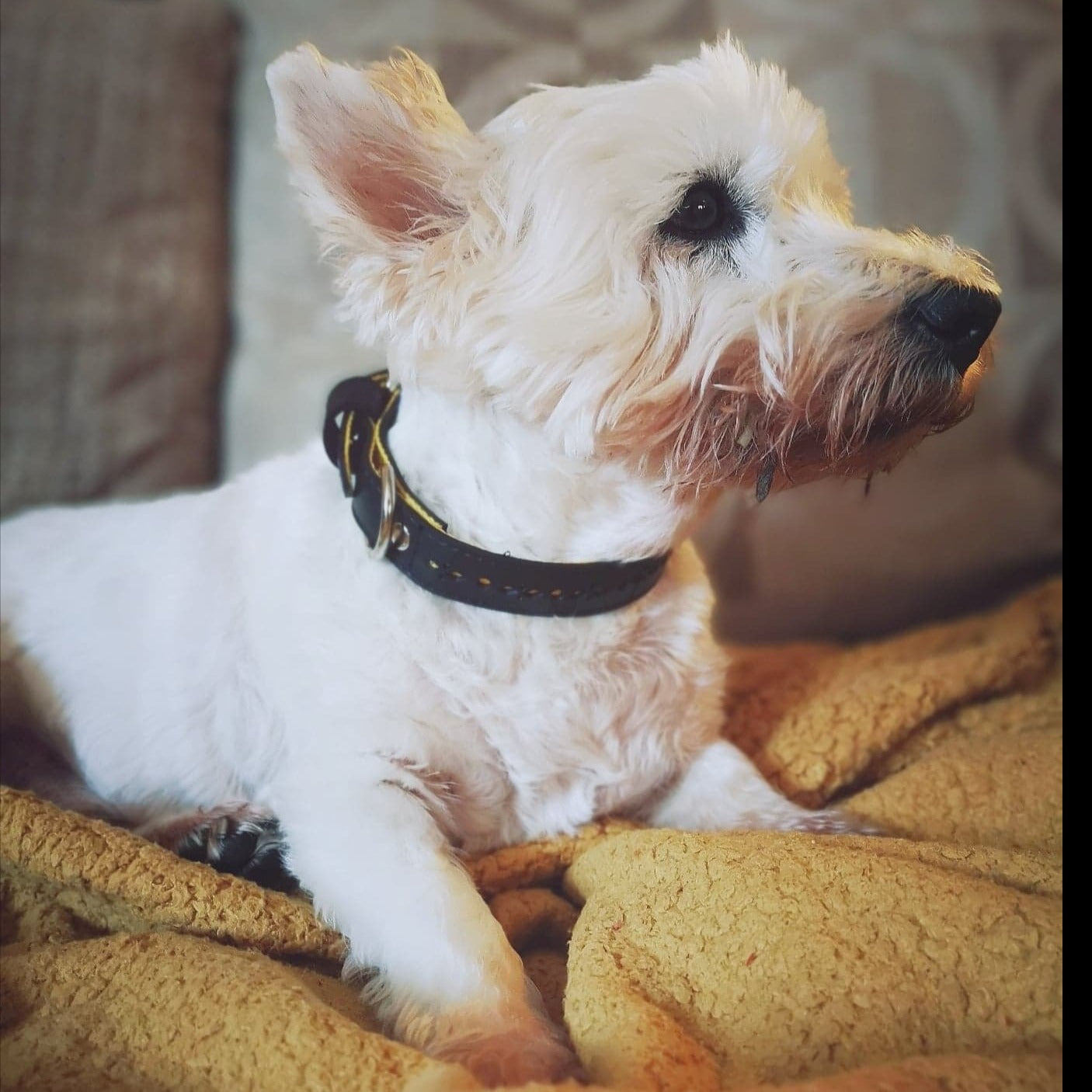White dog with a black collar lying on a yellow blanket