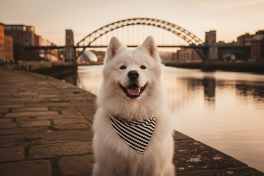 A fluffy white Samoyed dog sitting on a stone riverside walkway, wearing a black and white striped Newcastle bandana. The background features the River Tyne and Bridge at sunset.